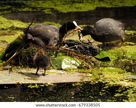 Adult Eurasian Coot and ducklings swimming and feeding on a calm still lake