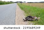 Adult European Badger (Meles meles), roadkill, hit by traffic