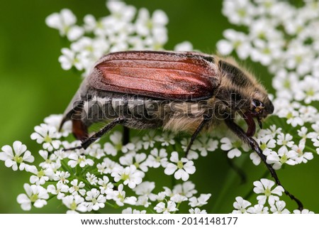 Adult European chafer, known also as May bug is sitting on an inflorescence of the white tiny flowers, close-up on a blurred background
