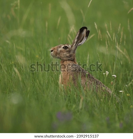 Adult european hare laying in the tall gras during summer. Lepus europaeu,