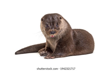 Adult European Otter, Isolated On White