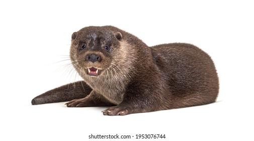 Adult European Otter, Isolated On White