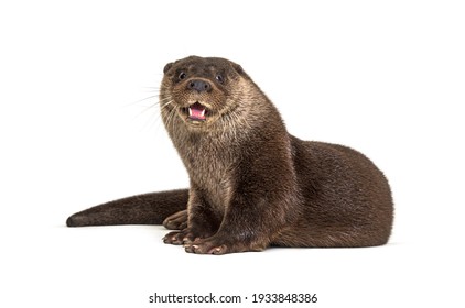 Adult European Otter Looking At The Camera, Isolated