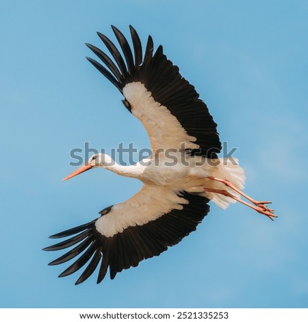 Similar – Foto Bild Ausgewachsener Europäischer Weißstorch Fliegend gegen grüne Wälder. Ciconia Ciconia.