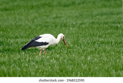 Adult European White Stork Standing In Green Summer Grass. Wild Field Bird In Sunset Time - Powered by Shutterstock