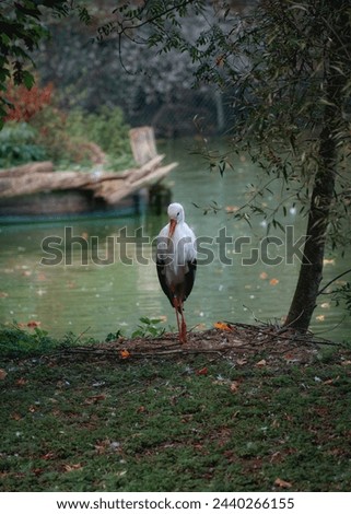 Similar – Foto Bild Ausgewachsener Europäischer Weißstorch Fliegend gegen grüne Wälder. Ciconia Ciconia.