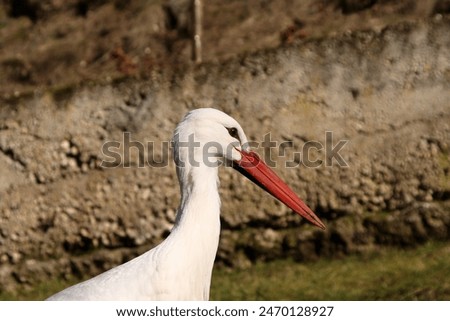 Similar – Foto Bild Ausgewachsener Europäischer Weißstorch Fliegend gegen grüne Wälder. Ciconia Ciconia.