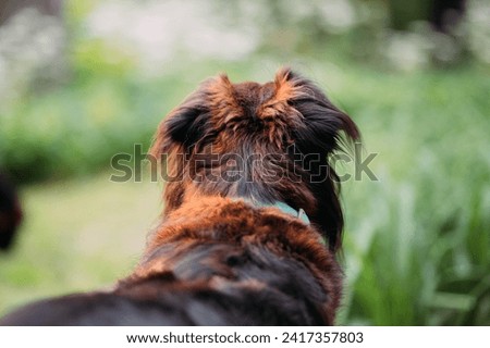 Adult family pet dog outside in yard looking away from the camera