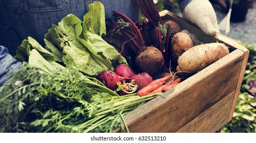 Adult Farmer Man Holding Fresh Local Organic Vegetable - Powered by Shutterstock