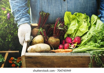 Adult Farmer Man Holding Fresh Local Organic Vegetable