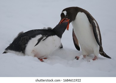 Adult Feeding Baby Gentoo Penguin