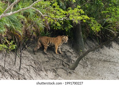 64 Sundarbans Wildlife Sanctuary Images, Stock Photos & Vectors |  Shutterstock