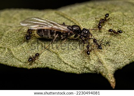 Adult Female Big-headed Ants of the Genus Pheidole preying on an Adult Female Queen Ant of the Tribe Leptomyrmecini