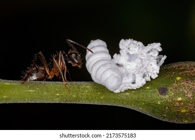 Adult Female Carpenter Ant Of The Genus Camponotus With A Flatid Insect Nymph Of The Family Flatidae