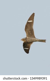 Adult female Common Nighthawk (Chordeiles minor) in flight during daytime over Deschutes County, Oregon, USA.