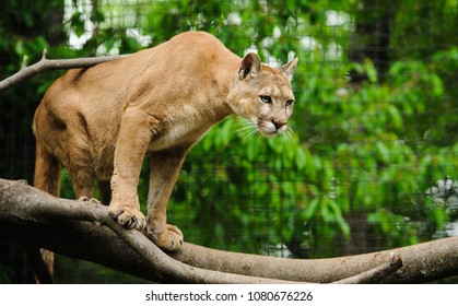 show me pictures of pumas