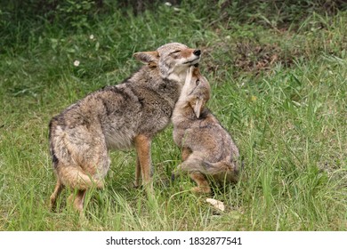 39 Juvenile coyotes Images, Stock Photos & Vectors | Shutterstock