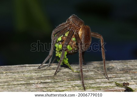 Adult female of Fen Raft Spider (Dolomedes plantarius) carrying an egg sac. Fishing Spider from scandinavian, a large semi-aquatic spider living around water