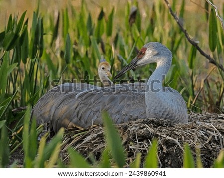 adult female Florida Sandhill Crane with her 12-day old colt nestled on her back atop their lake-shallows nest