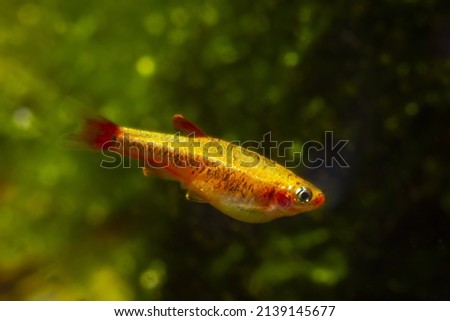 adult female golden breed of white cloud mountain minnow, dwarf coldwater species, healthy blurred plants, low light Amano style design in pet shop, balance and protection of nature