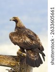 Adult female Golden Eagle in a Mediterranean mountainous area at first light on a rainy day at her favorite vantage point