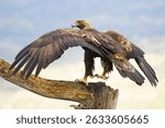 Adult female Golden Eagle in a Mediterranean mountainous area at first light on a rainy day at her favorite vantage point