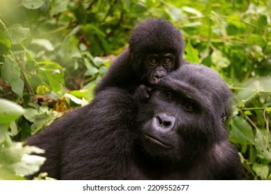 Adult female gorilla with baby, Gorilla beringei beringei, in the lush foliage of the Bwindi Impenetrable forest, Uganda. Members of the Muyambi family habituated group of the conservation programme.