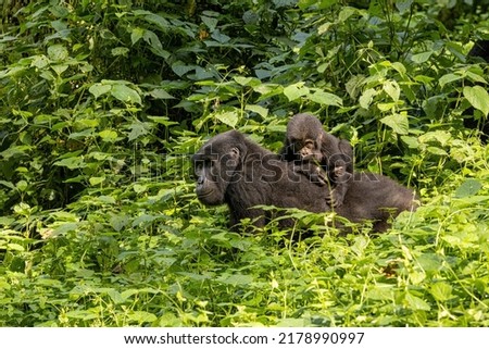 Adult female gorilla with baby, Gorilla beringei beringei, in the lush foliage of the Bwindi Impenetrable forest, Uganda. Members of the Muyambi family habituated group of the conservation programme. Foto d'archivio © 