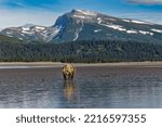 Adult female grizzly bear clamming, Lake Clark National Park and Preserve, Alaska