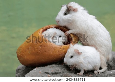 An adult female guinea pig with her two babies is eating ripe papaya that fell to the ground. This rodent mammal has the scientific name Cavia porcellus.