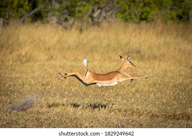 Adulte weibliche Impala, die mit Geschwindigkeit im Moremi Okavango Delta in Botswana läuft