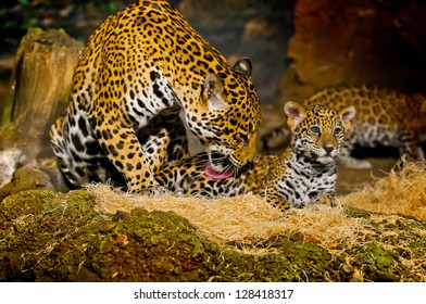 143 Jaguar Licking Images, Stock Photos & Vectors | Shutterstock