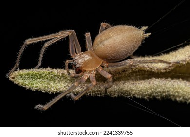 Adult Female Long legged Sac Spider of the Genus Cheiracanthium