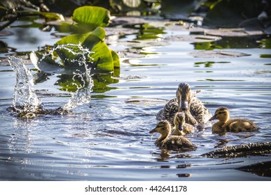 Adult female Mallard Duck and ducklings (Anas platyrhynchos) floating on pond while one duckling splashes in the water at Dolph Nature Area, Ann Arbor, Michigan, USA
