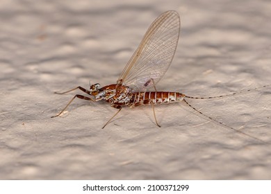 Adult Female Mayfly Of The Order Ephemeroptera