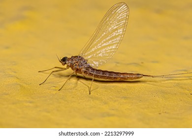 Adult Female Mayfly Of The Order Ephemeroptera