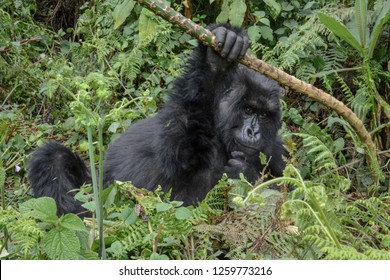 Adult female mountain gorilla holding a branch