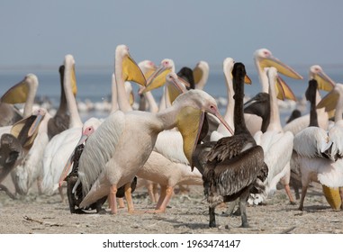 Adult Female Pink Pelican Feeds Chick