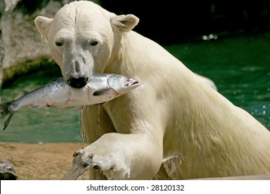 Adult Female Polar Bear Emerging Water Stock Photo 28120132 | Shutterstock