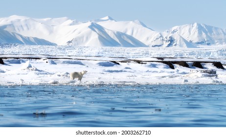 Adult female polar bear walks along the fast ice in Svalbard, a Norwegian archipelago between mainland Norway and the North Pole. There are snow covered mountaion and a glacier in the background. 