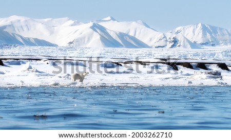 Adult female polar bear walks along the fast ice in Svalbard, a Norwegian archipelago between mainland Norway and the North Pole. There are snow covered mountaion and a glacier in the background. 