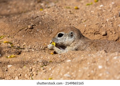 An Adult Female, Pregnant Round Tailed Ground Squirrel, Xerospermophilus Tereticaudus, In The Sonoran Desert At Spring Time With Yellow Palo Verde Tree Blossoms On The Ground. Tucson, Arizona, USA.