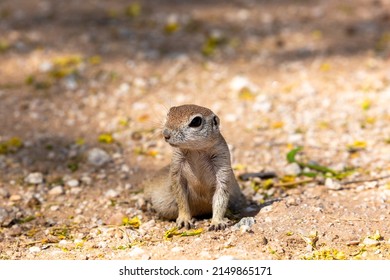 An Adult Female, Pregnant Round Tailed Ground Squirrel, Xerospermophilus Tereticaudus, In The Sonoran Desert At Spring Time With Yellow Palo Verde Tree Blossoms On The Ground. Tucson, Arizona, USA.