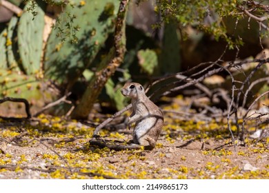 An Adult Female, Pregnant Round Tailed Ground Squirrel, Xerospermophilus Tereticaudus, In The Sonoran Desert At Spring Time With Yellow Palo Verde Tree Blossoms On The Ground. Tucson, Arizona, USA.