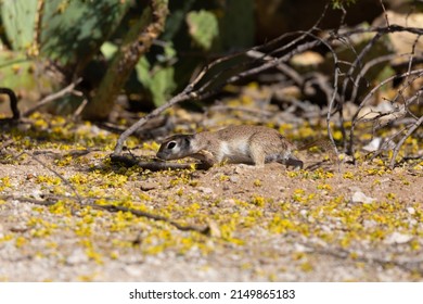 An Adult Female, Pregnant Round Tailed Ground Squirrel, Xerospermophilus Tereticaudus, In The Sonoran Desert At Spring Time With Yellow Palo Verde Tree Blossoms On The Ground. Tucson, Arizona, USA.