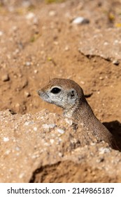 An Adult Female, Pregnant Round Tailed Ground Squirrel, Xerospermophilus Tereticaudus, In The Sonoran Desert At Spring Time With Yellow Palo Verde Tree Blossoms On The Ground. Tucson, Arizona, USA.