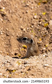 An Adult Female, Pregnant Round Tailed Ground Squirrel, Xerospermophilus Tereticaudus, In The Sonoran Desert At Spring Time With Yellow Palo Verde Tree Blossoms On The Ground. Tucson, Arizona, USA.