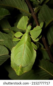 Adult Female Of Pulchriphyllium Cf. Bioculatum, A Giant Leaf Insect Species From Thung Song, Thailand