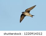 Adult female Purple Martin (Progne subis) in flight at Brazoria County, Texas, USA.