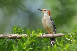 Adult Female Red-bellied Woodpecker (Melanerpes Carolinus) Perched Against A Tree In Harris County, Texas, USA.